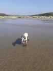 Fern at Black Rock Sands, 2021