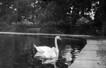 The Swans in Brynmill Park, Swansea, August 1923