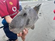 Trigger Fish found on Newport Beach. 