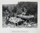 Strawberry picking at Boverton. 1938
