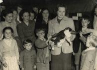 Photograph: Rabbit Show, Anglesey