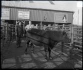 Glass negative: Livestock market, Anglesey