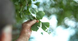 Close-up of the Pembroke Dock ginkgo tree...