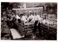 Sheep gathering Day at Cwmystwyth 1940's