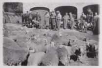 A sale of sheep at Pwllpeiran in 1952 - 02