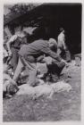 Marking the sheep during shearing at Pwllpeiran...