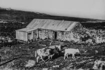 Cattle on Skomer Island, 1949