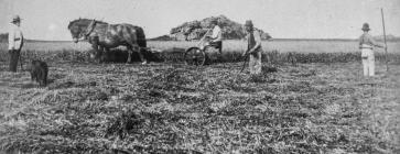 Mowing grass on Skomer Island, 1889