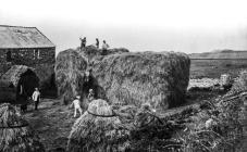 Hayrick building on Skomer Island, 1889