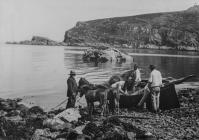 Transporting horses to Skokholm from Skomer...