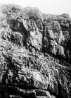 Egging on the cliffs of Skomer Island, c.1880s