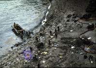 Crude oil in North Haven, Skomer Island,...