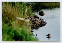 A Pintail at North Pond, Skomer Island 1989