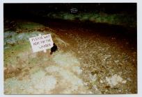 Manx Shearwater, Skomer Island, Spring 1989