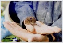 Skomer Vole, Skomer Island, September 1990