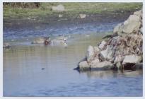 Green-winged teal on Moorey Meer, Skomer Island...