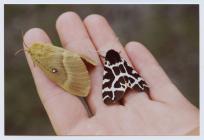 Oak Eggar and Garden Tiger moths, Skomer Island...