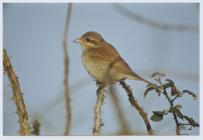 Juvenile red-backed shrike, Green Pond, Skomer...