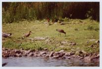 Black tailed godwits, Skomer Island, 6th July 2000