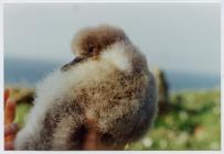 Manx Shearwater chick, Skomer Island