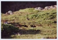 Various birds on Skomer Island, 1999/2000