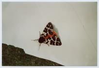 Skomer Moth, Skomer Island