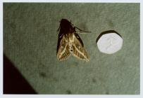Striped Hawk Moth, Skomer Island, 6th April 2002