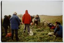 Cane counting, Skomer Island, May 2002