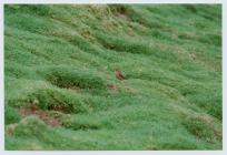 Birds on Skomer, 2002