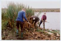 Clearing reeds at North Pond, Skomer Island,...