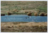 Birds on Skomer Island 2002/2003