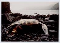 The leatherback turtle at Skomer Island,...