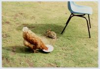 Chicken and rabbit, Skomer Island, date unknown.