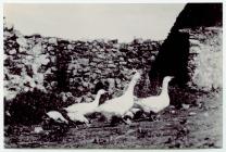 Geese in the farmyard, Skomer Island, c.1940s