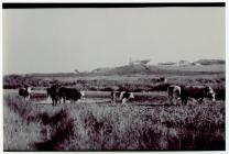 Cattle grazing around North Pond, Skomer Island...