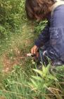 Research work, Skomer Island, c. 2000.