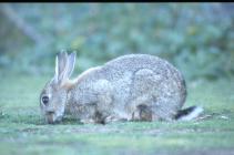 Rabbits on Skomer Island, date unknown.