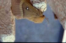 Oak Eggar Moth, Skomer Island, 6th August 1995.