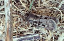 Square Spot Dart Moth, Skomer Island, 6th July...