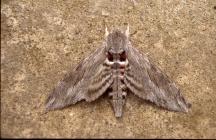 Convolvuvous Hawk-moth, Skomer Island, 30th...