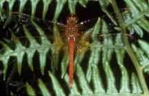 Yellow-winged darter dragonfly, Skomer Island,...