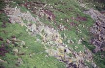 Seabird nesting grounds, Skomer Island, c. 1963