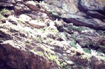 Kittiwakes on cliff, Skomer Island, c.1963.