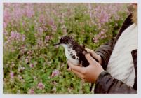 Images of Manx Shearwater (Puffinus puffinus),...