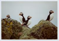 Images of puffins (Fratercula arctica), Skomer...