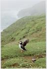 Images of puffins (Fratercula arctica) at The...