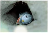 Images of puffins (Fratercula arctica) in a...