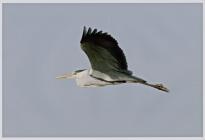 Images of a grey heron (Ardea cinerea), Skomer...