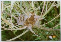 Lackey moth (Malacosoma neustria) caterpillars,...