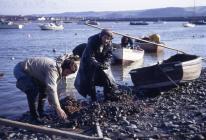 Mussel fishing in Conwy